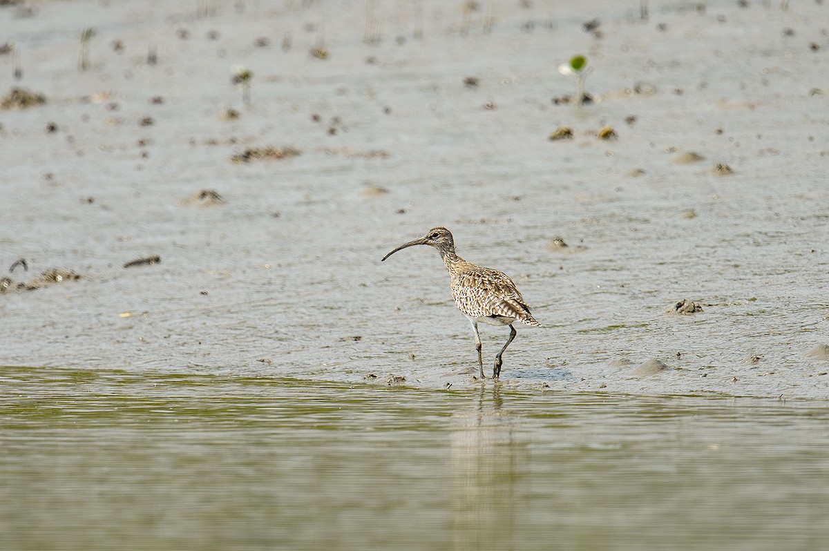 Whimbrel - Sudhir Paul