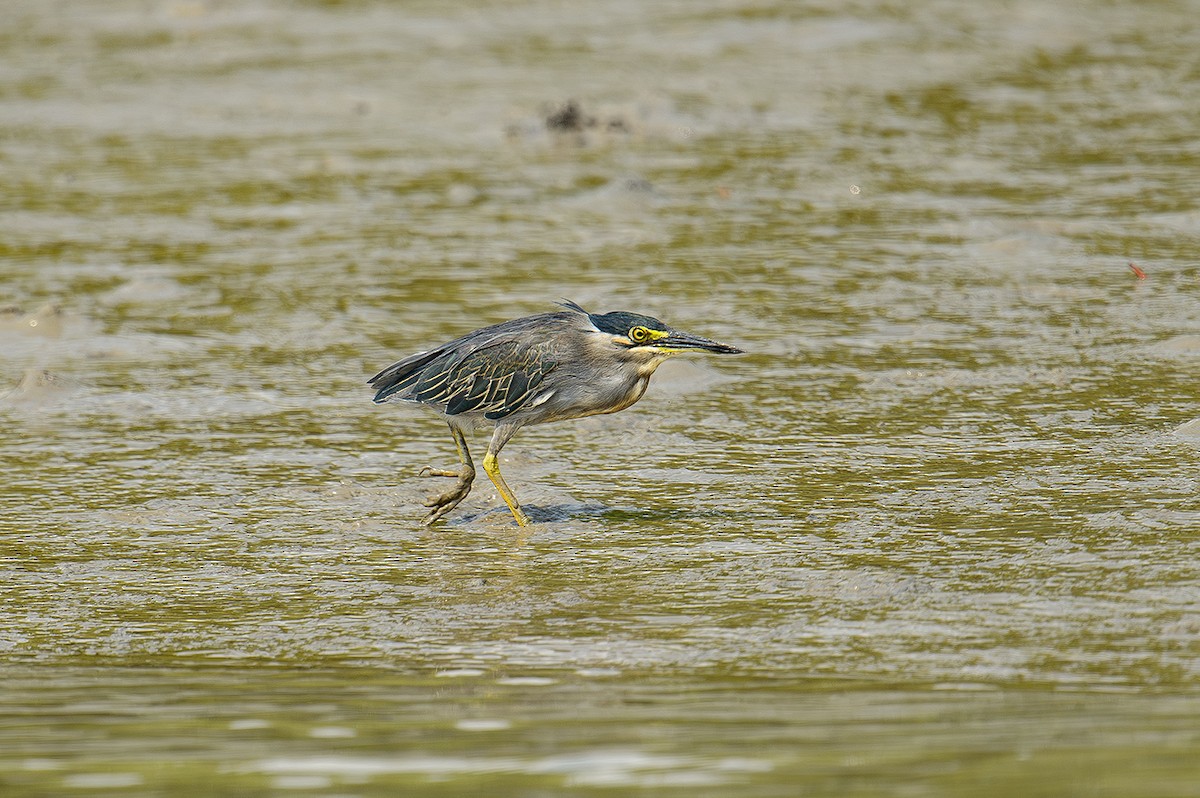 Striated Heron - ML614331403