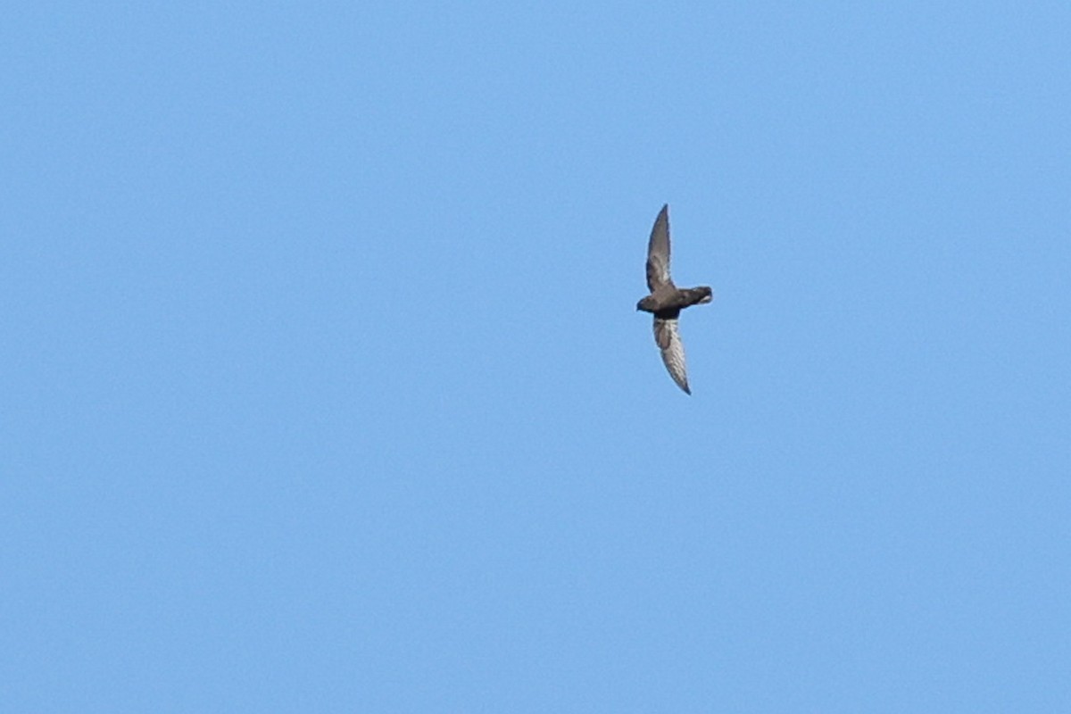 Rothschild's Swift - ML614331411