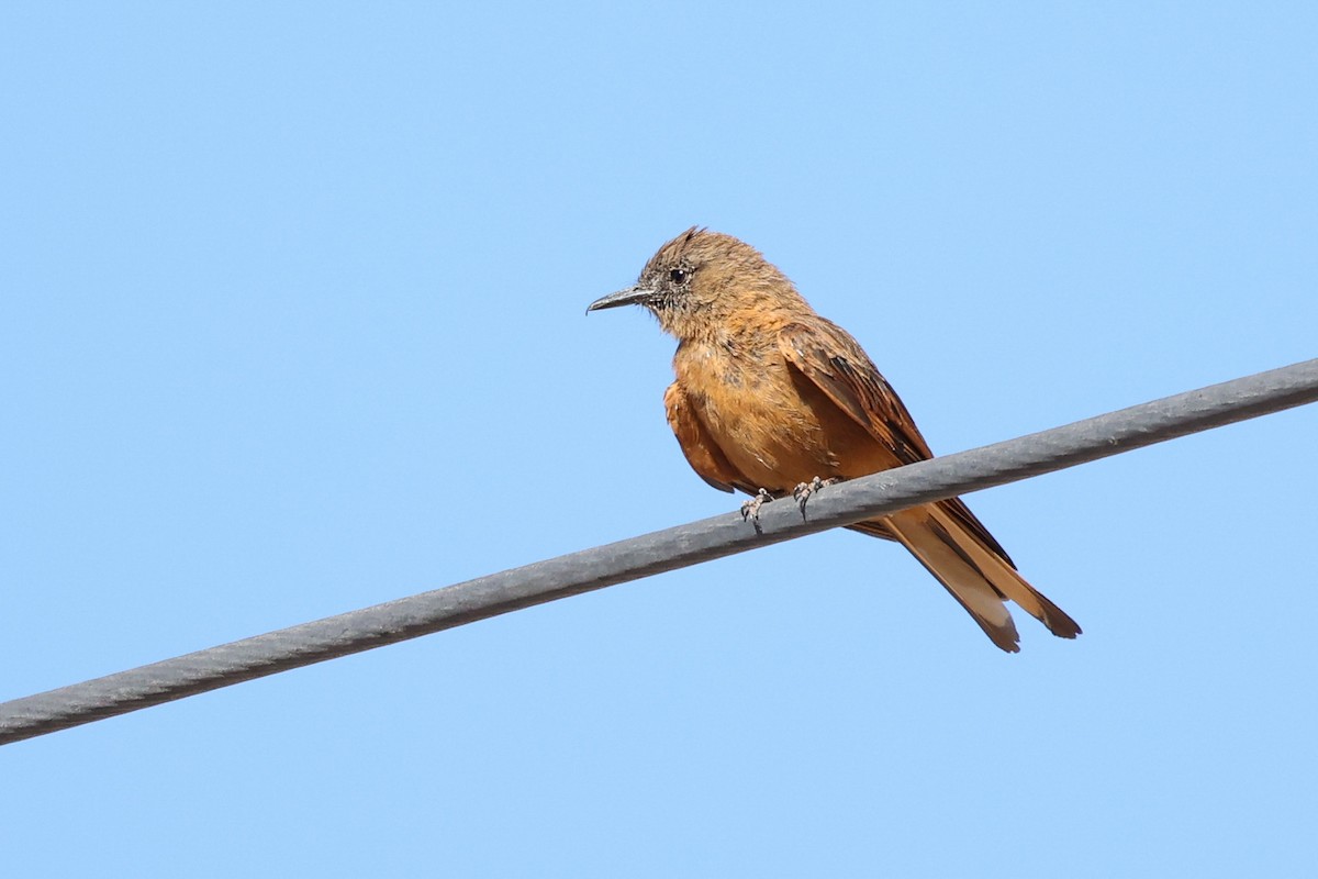 Cliff Flycatcher - ML614331449