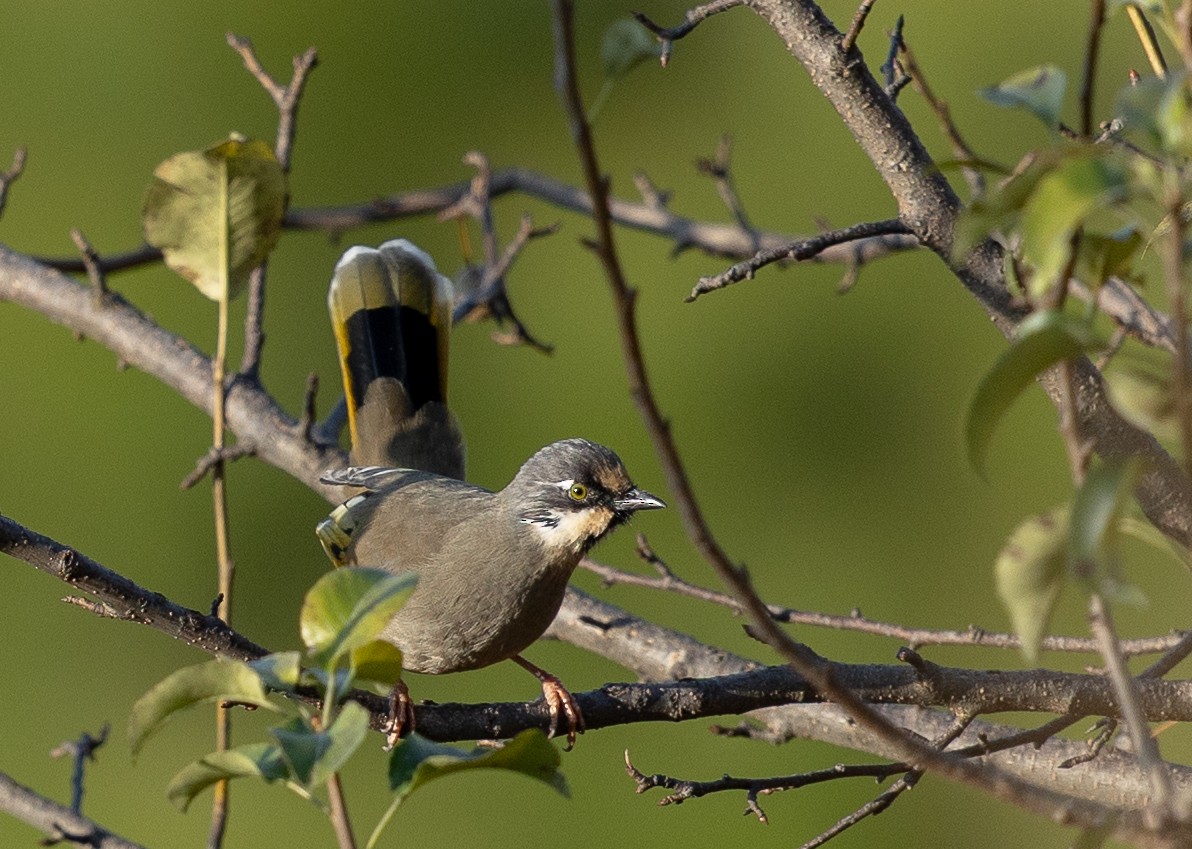 Variegated Laughingthrush - ML614331456