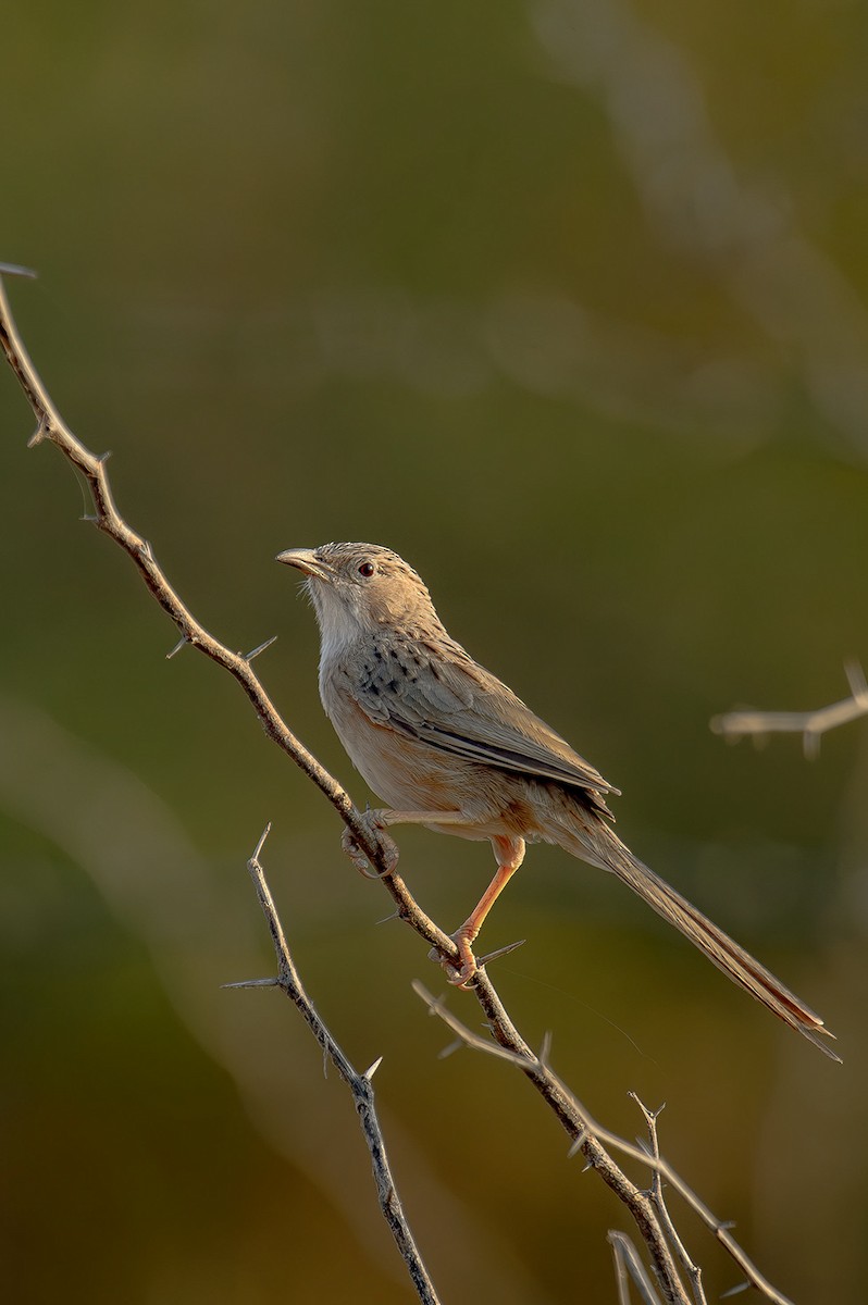 Common Babbler - ML614331477