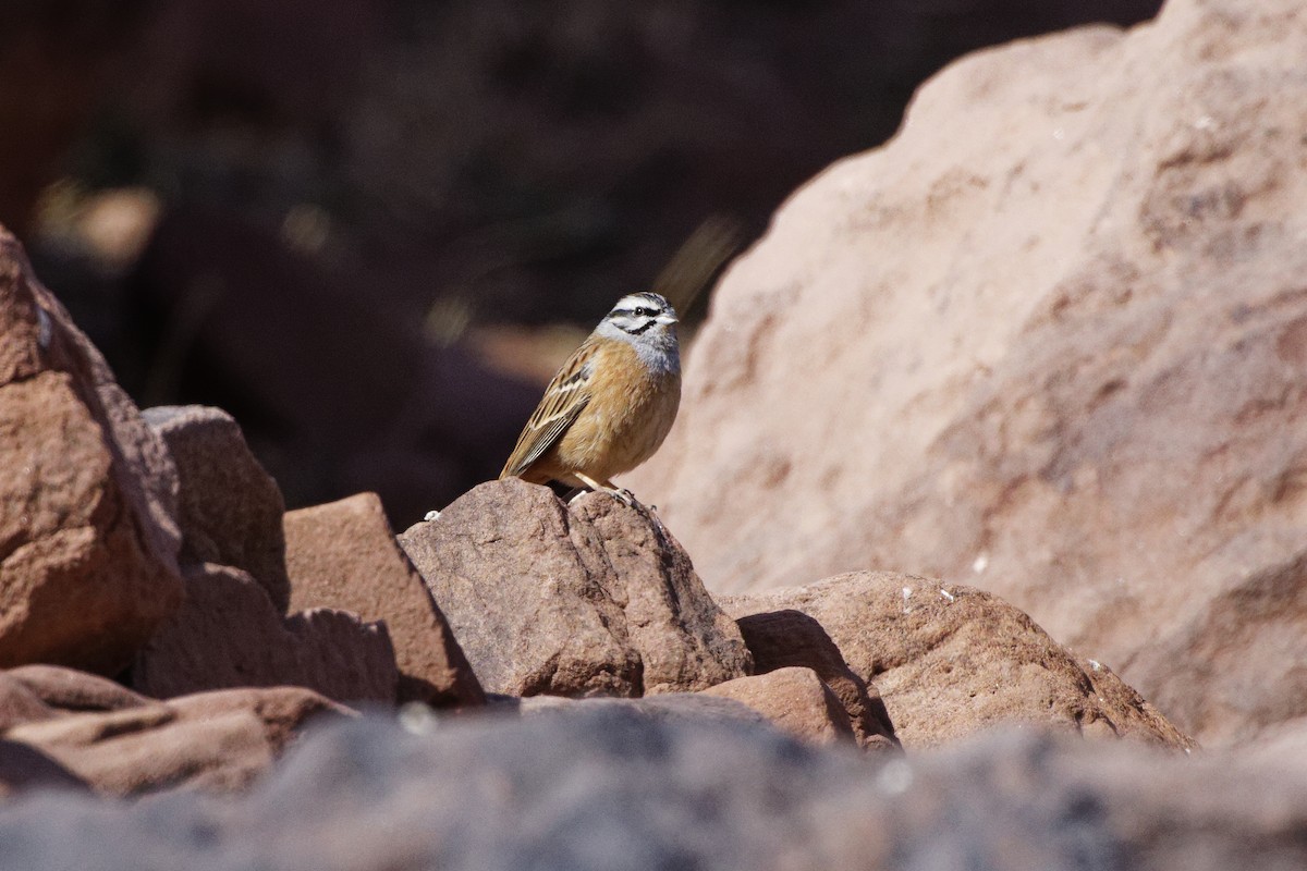 Rock Bunting - ML614331761