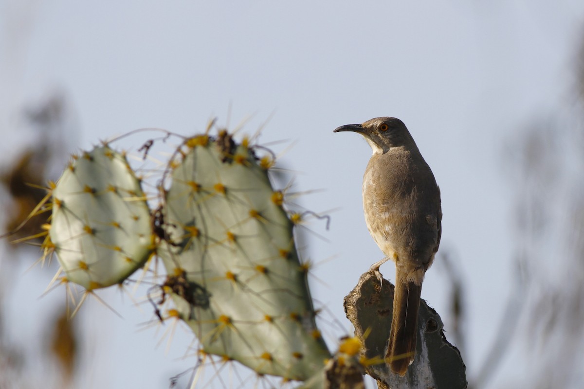 Curve-billed Thrasher - ML614331775