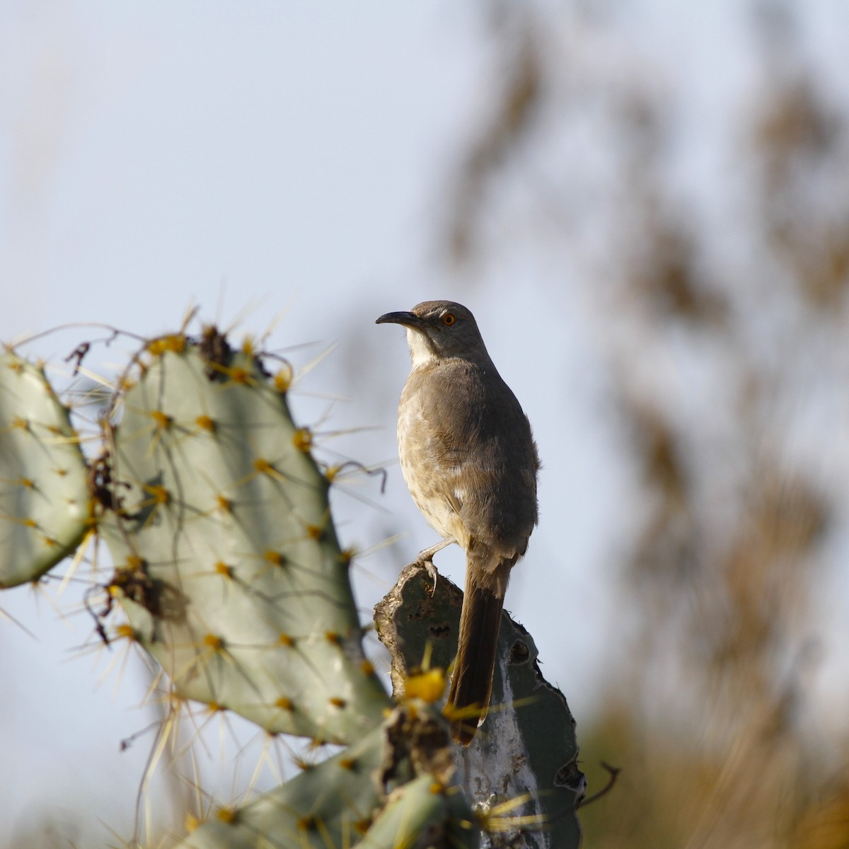 Curve-billed Thrasher - ML614331776