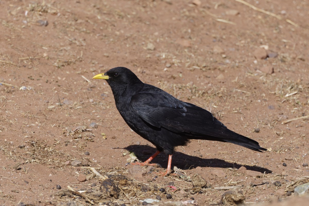 Yellow-billed Chough - ML614331787