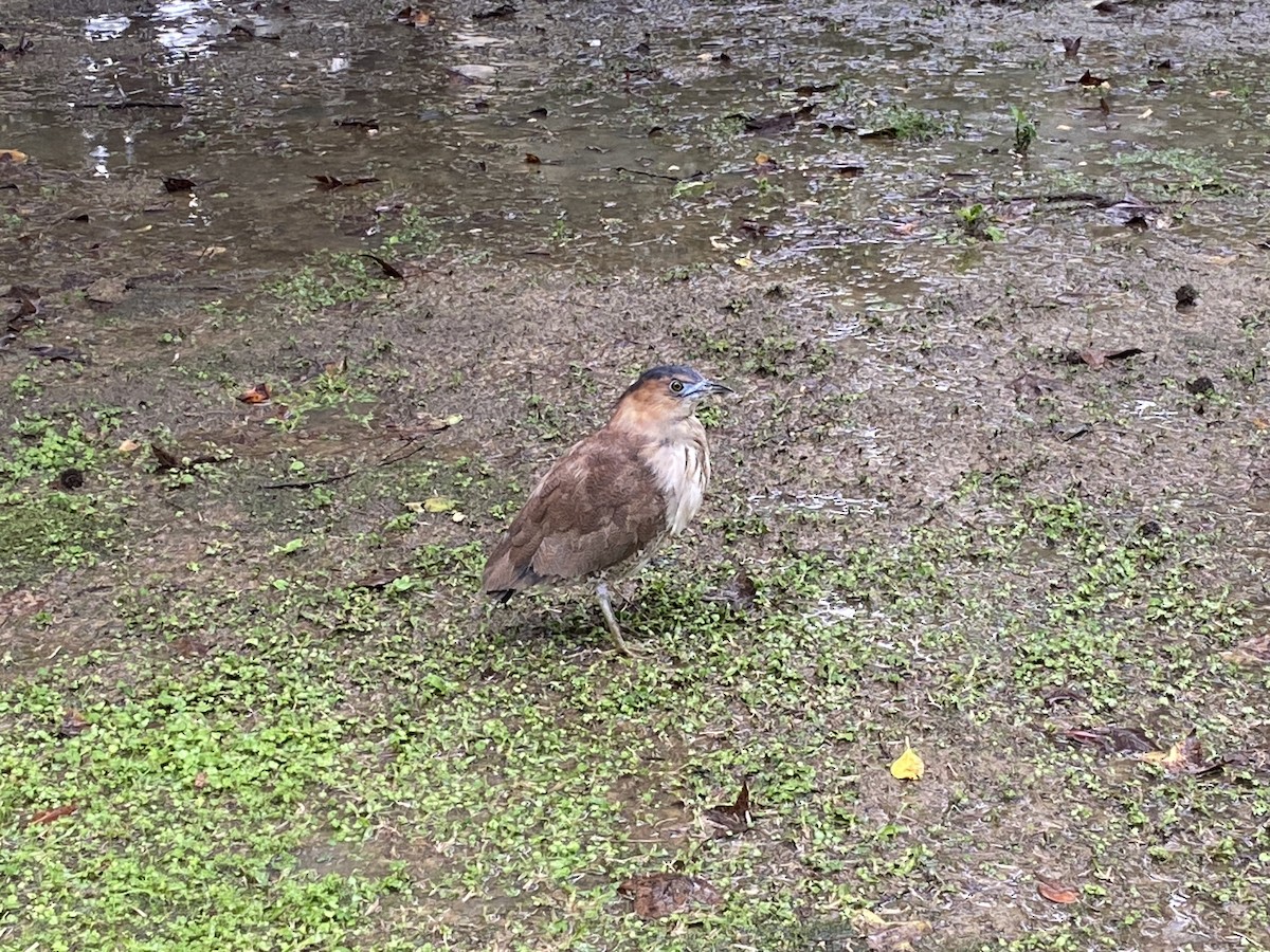 Malayan Night Heron - ML614331822