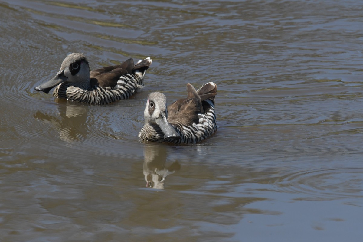 Pink-eared Duck - ML614331828