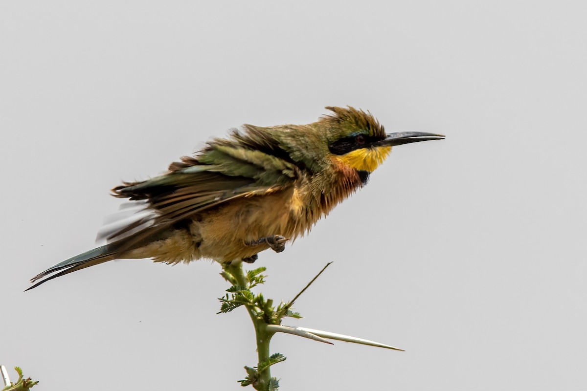 Little Bee-eater - ML614331845