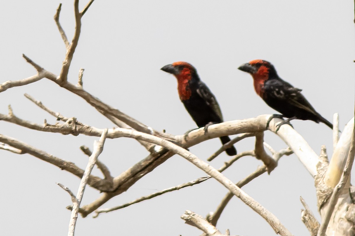 Black-billed Barbet - ML614331869