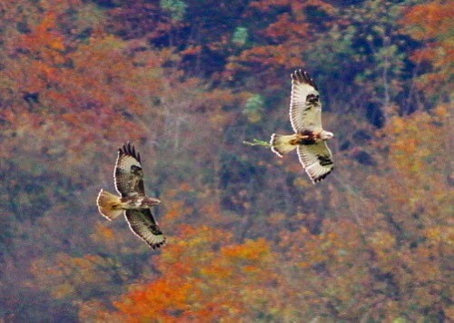 Rough-legged Hawk - ML614331905