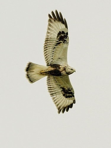 Rough-legged Hawk - ML614331909