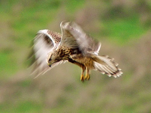 Rough-legged Hawk - ML614331915