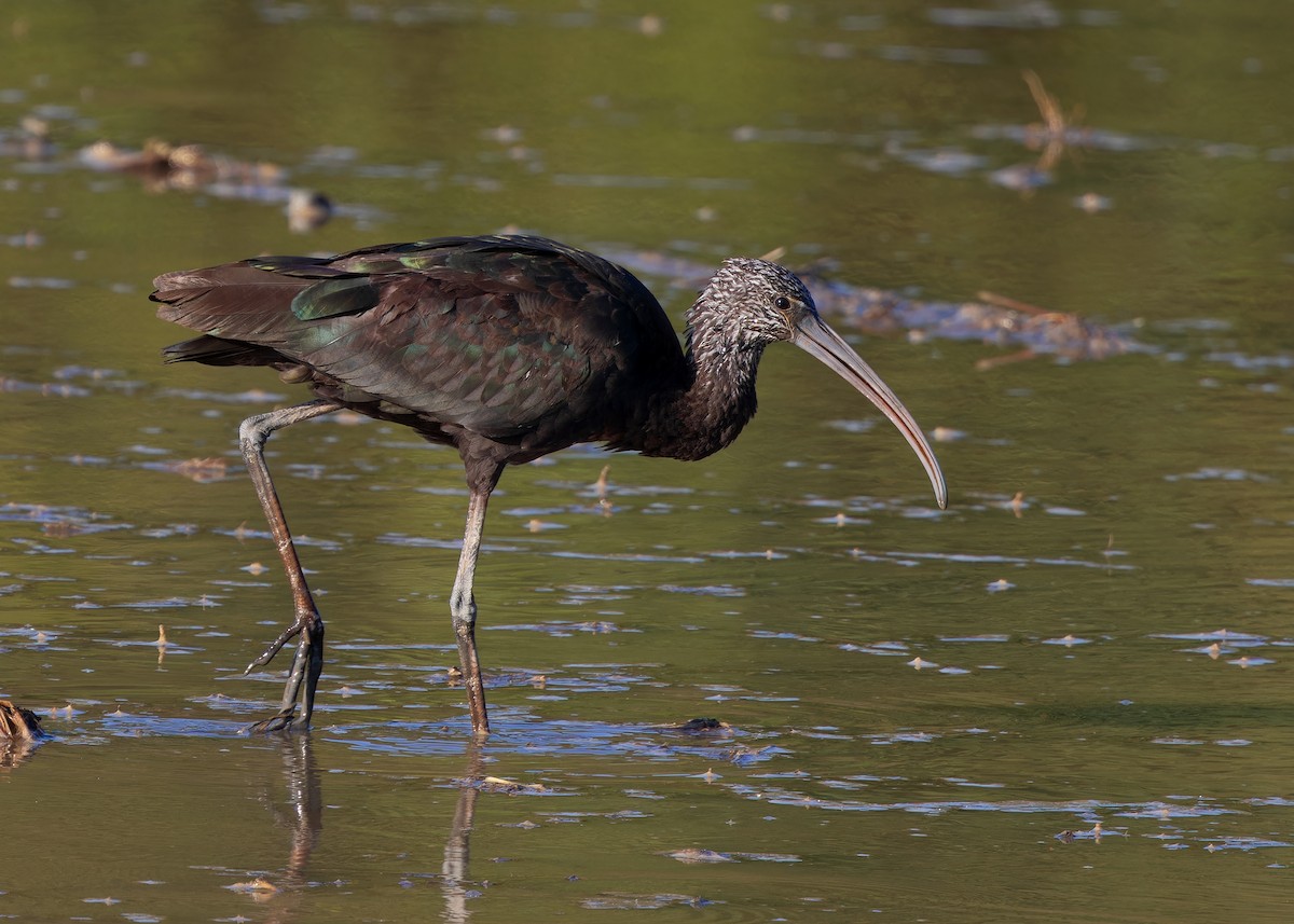 Glossy Ibis - ML614331972