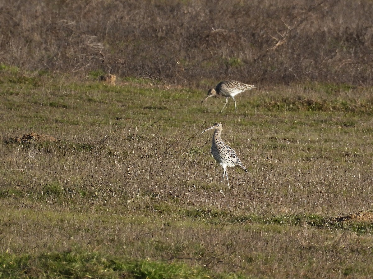 Eurasian Curlew - Alfonso Rodrigo