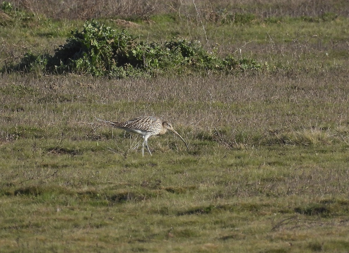 Eurasian Curlew - Alfonso Rodrigo