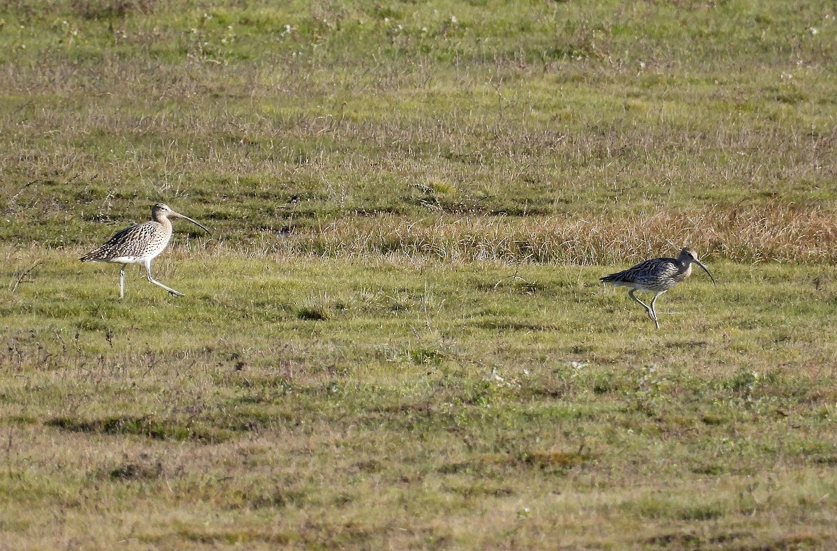 Eurasian Curlew - Alfonso Rodrigo