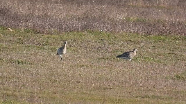 Eurasian Curlew - ML614332041