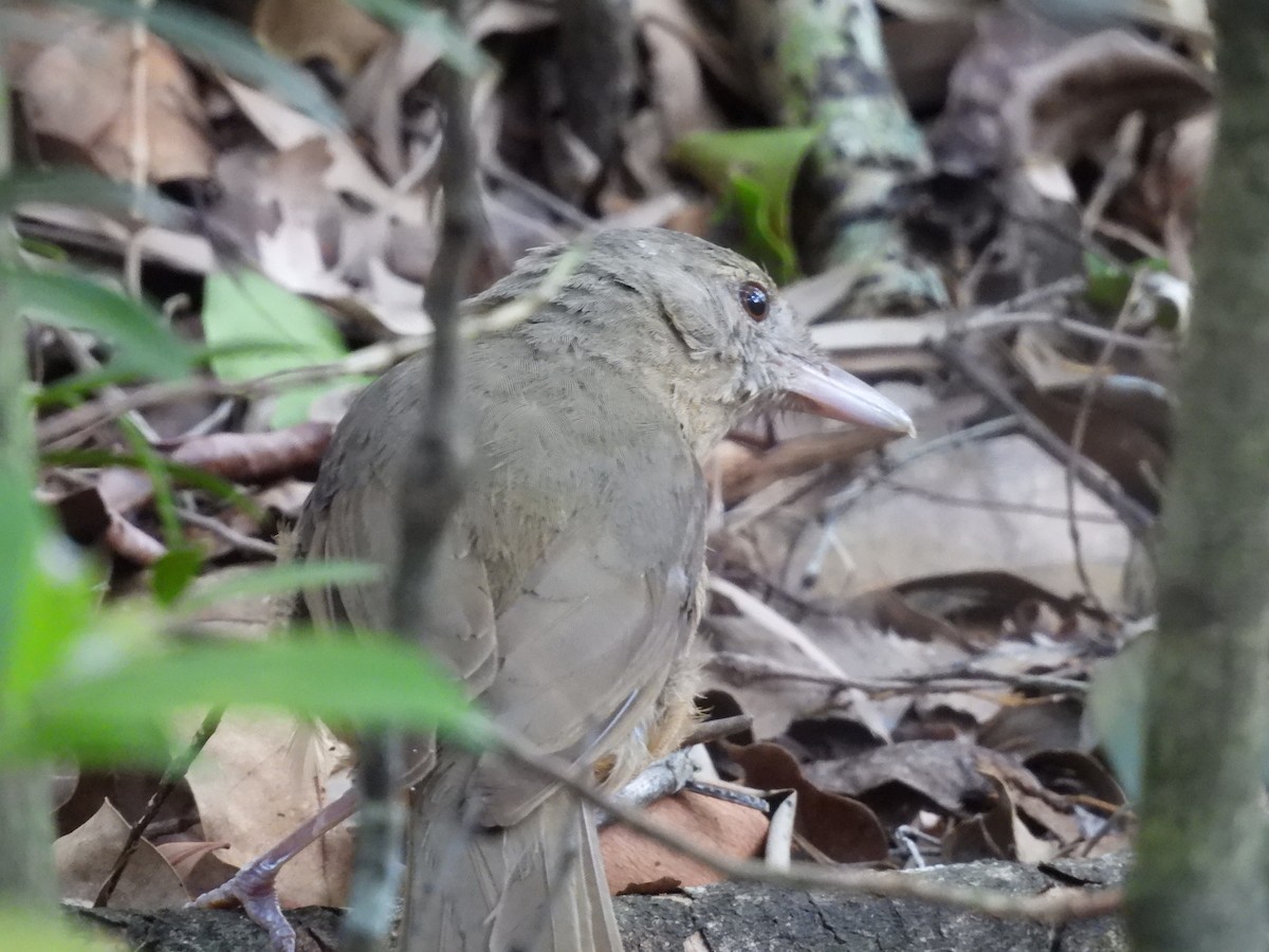 Rufous Shrikethrush - ML614332074