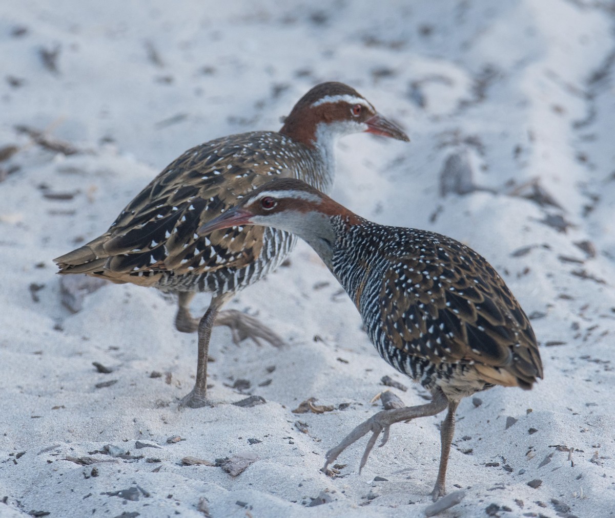 Buff-banded Rail - ML614332154