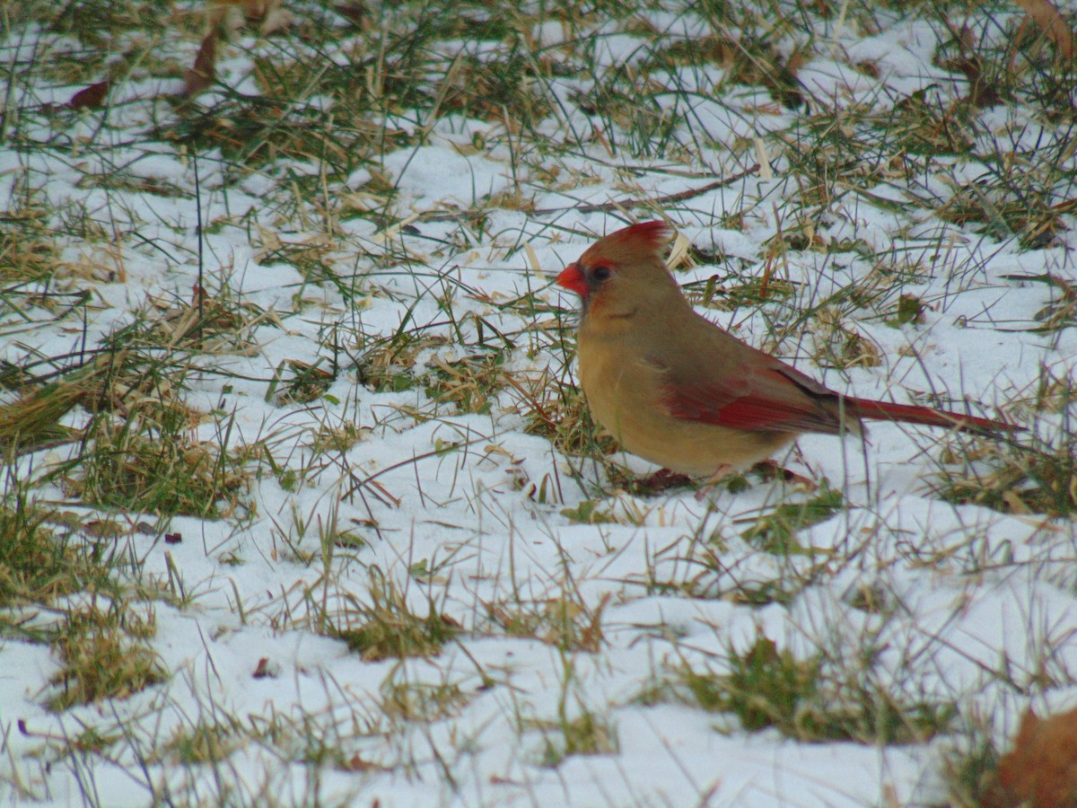 Northern Cardinal - ML614332170