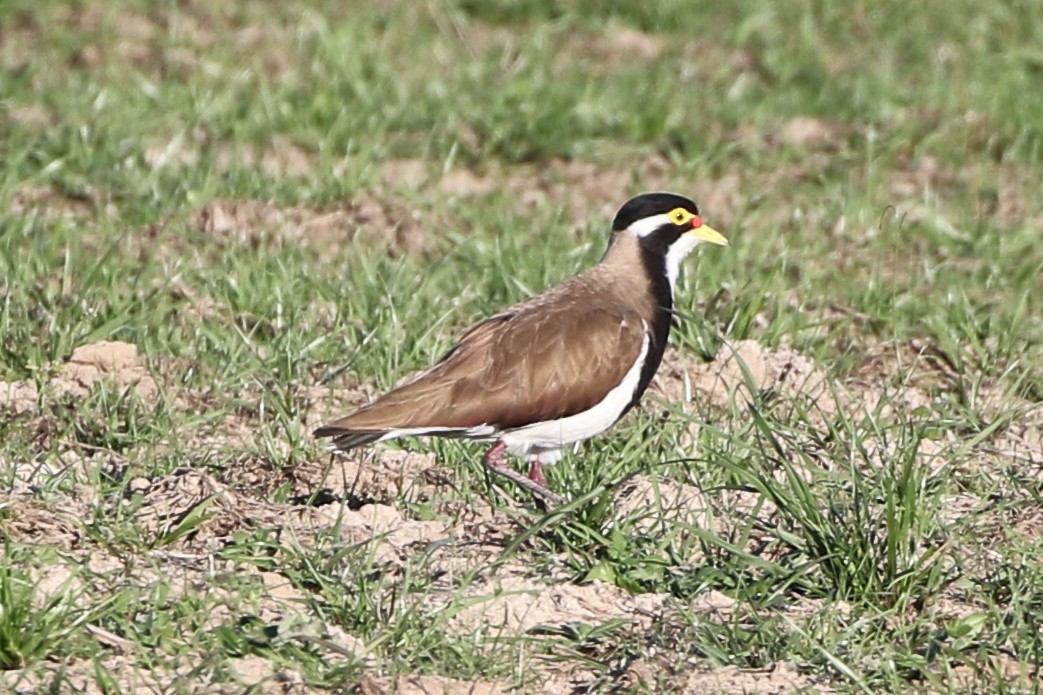 Banded Lapwing - ML614332182