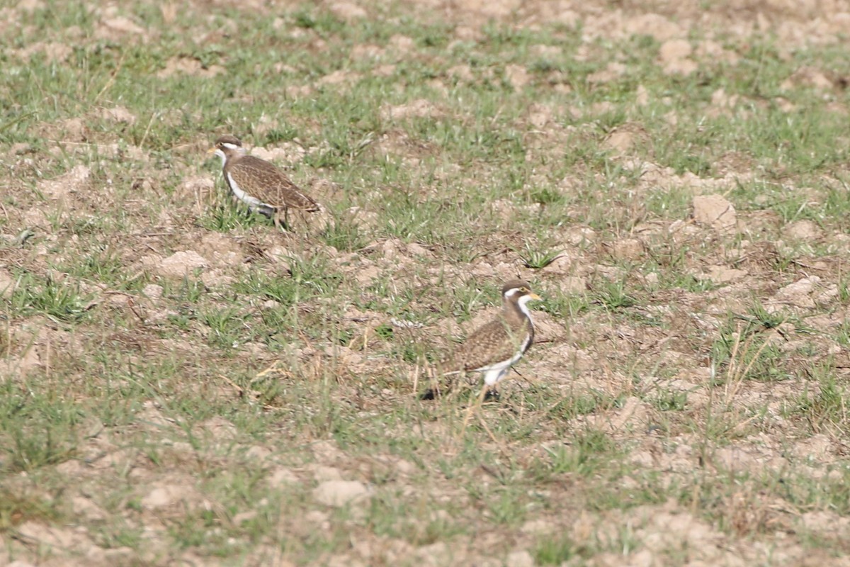 Banded Lapwing - ML614332183