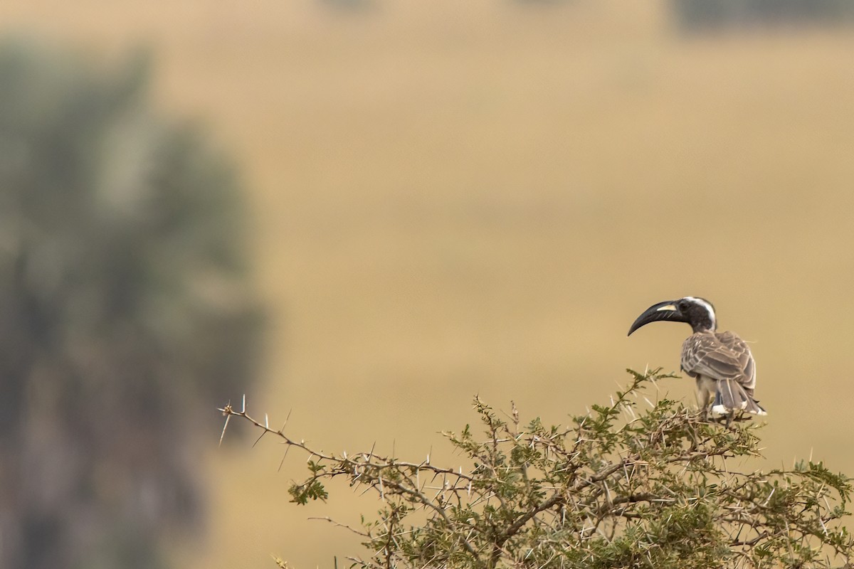 African Gray Hornbill - ML614332187