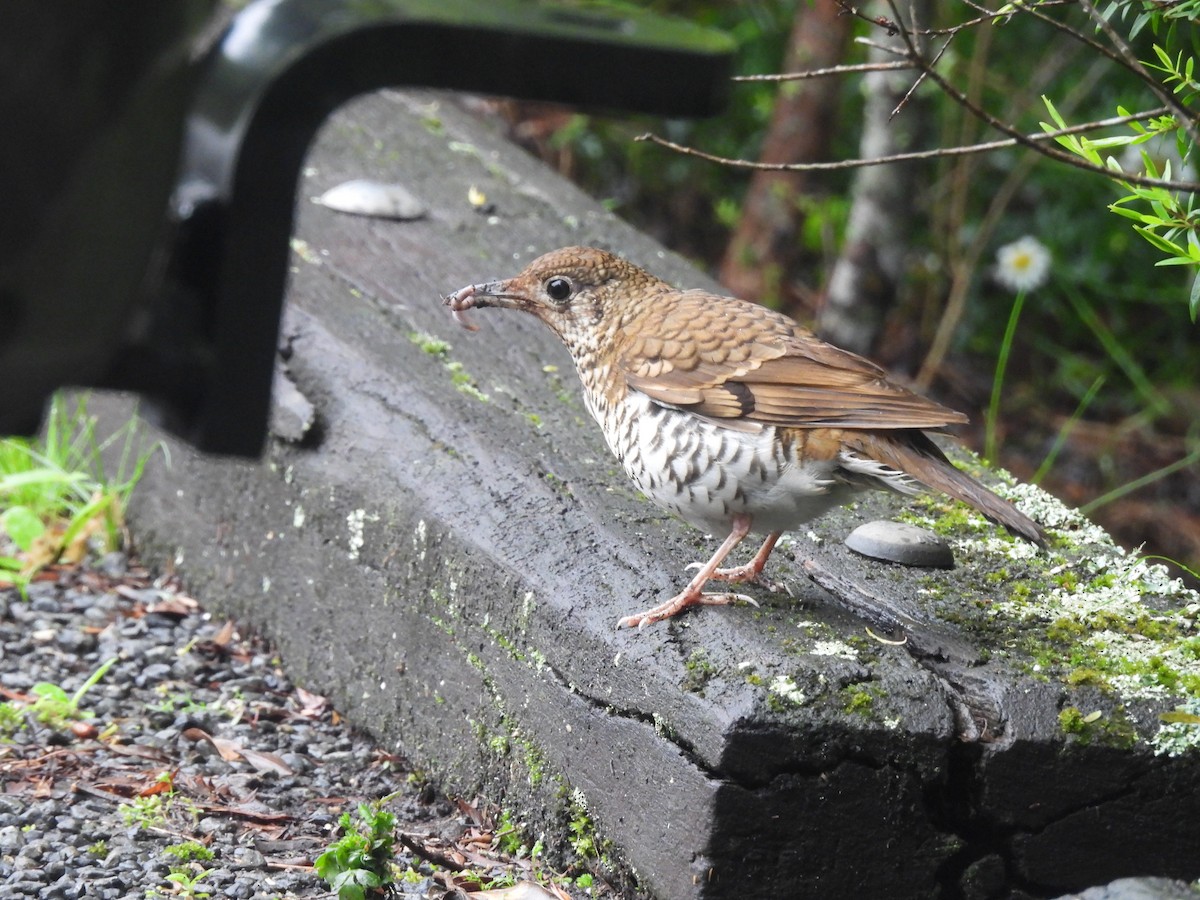 Russet-tailed Thrush - ML614332195