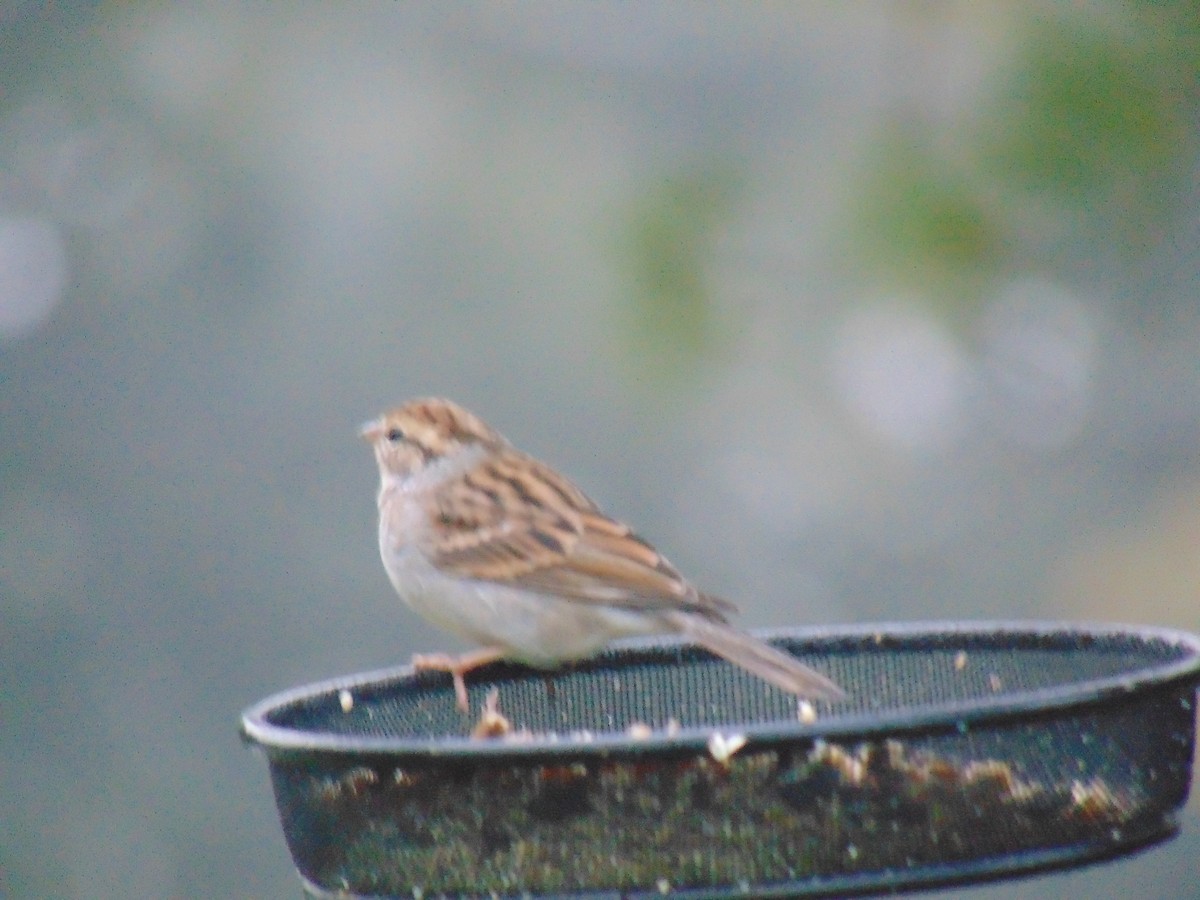 Chipping Sparrow - ML614332205