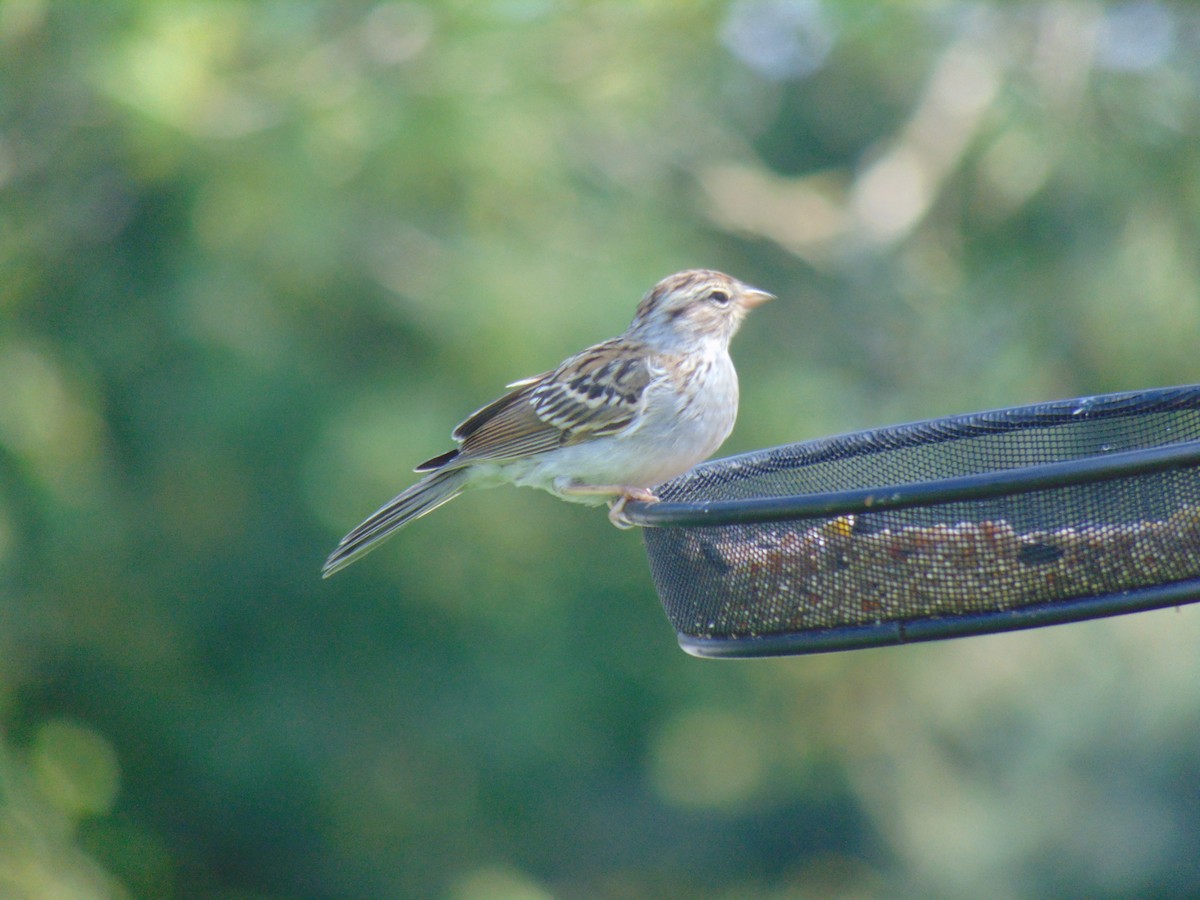 Chipping Sparrow - ML614332206