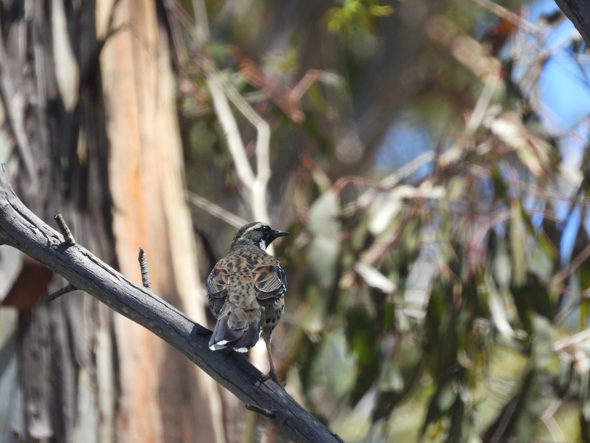 Spotted Quail-thrush - ML614332222