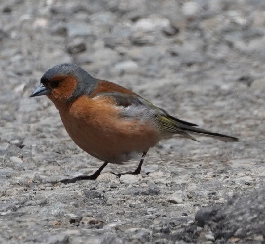 Common Chaffinch - ML614332230