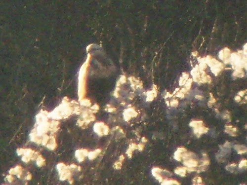 Rough-legged Hawk - ML614332278