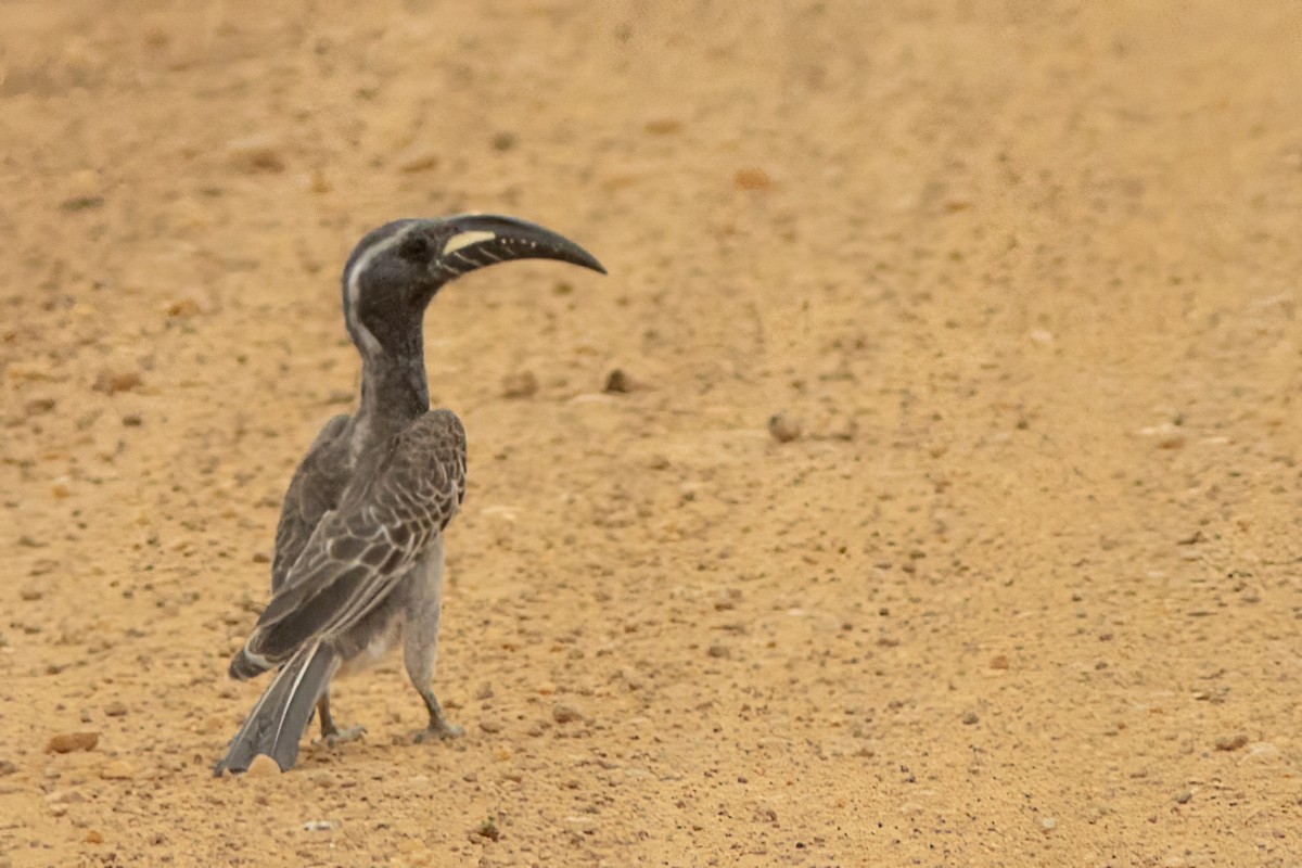 African Gray Hornbill - ML614332281