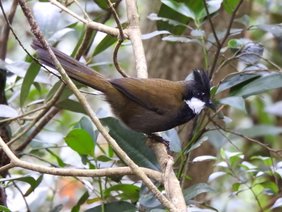 Eastern Whipbird - ML614332330