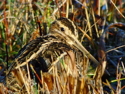 Common Snipe - ML614332351