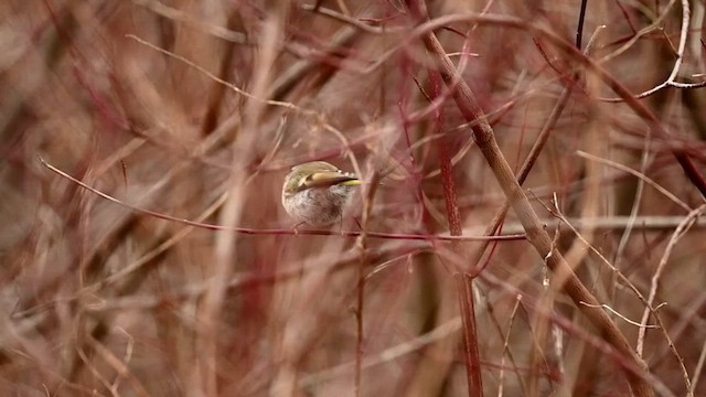 Golden-crowned Kinglet - ML614332357