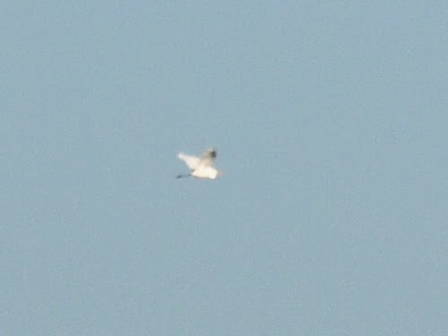 Great Egret (alba) - ML614332359