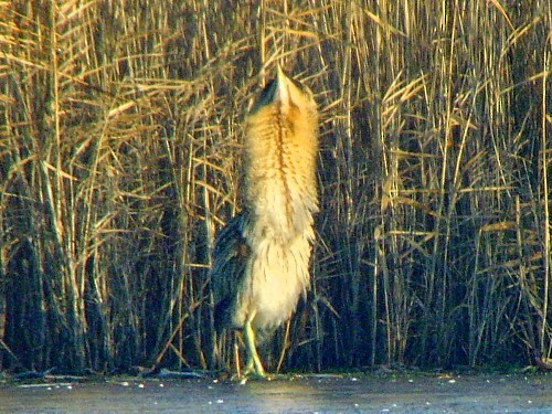 Great Bittern - ML614332360