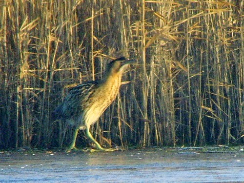 Great Bittern - ML614332362