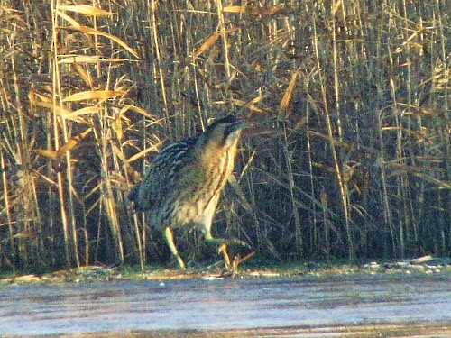 Great Bittern - ML614332368