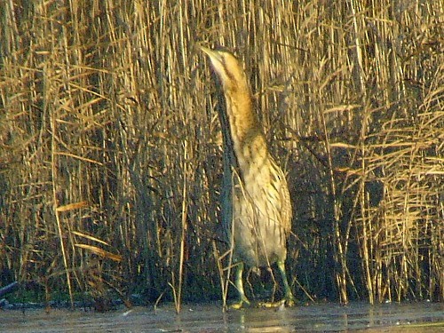 Great Bittern - ML614332370