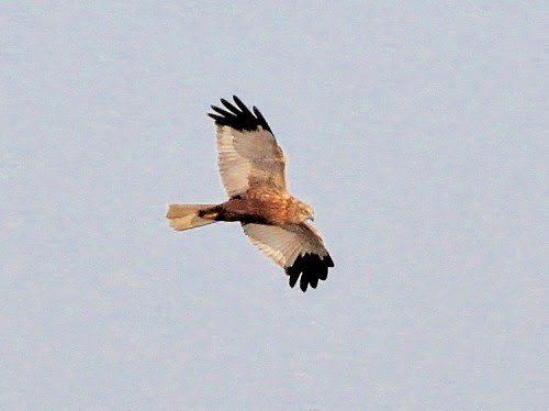 Western Marsh Harrier - ML614332381