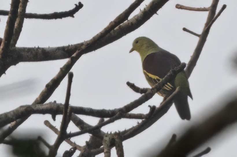 Gray-fronted Green-Pigeon - ML614332450