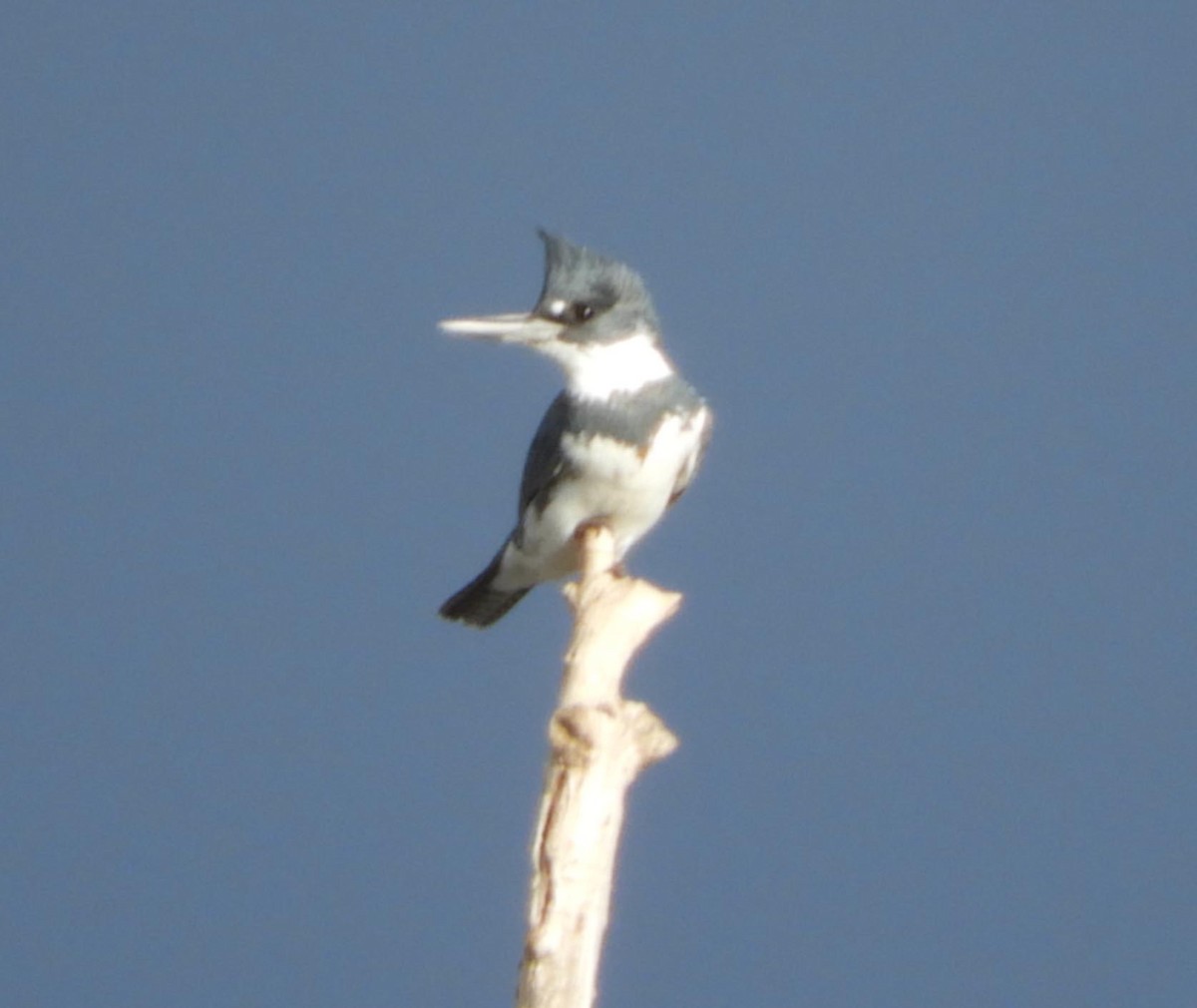 Martin-pêcheur d'Amérique - ML614332532