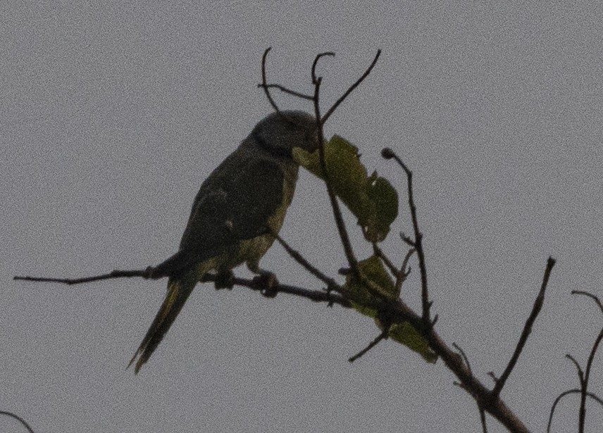 Malabar Parakeet - ML614332564