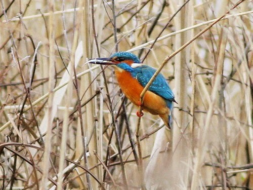 Common Kingfisher (Common) - ML614332570