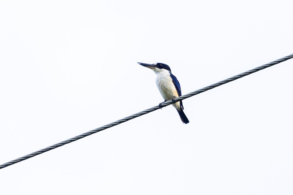 Forest Kingfisher - Graham Possingham