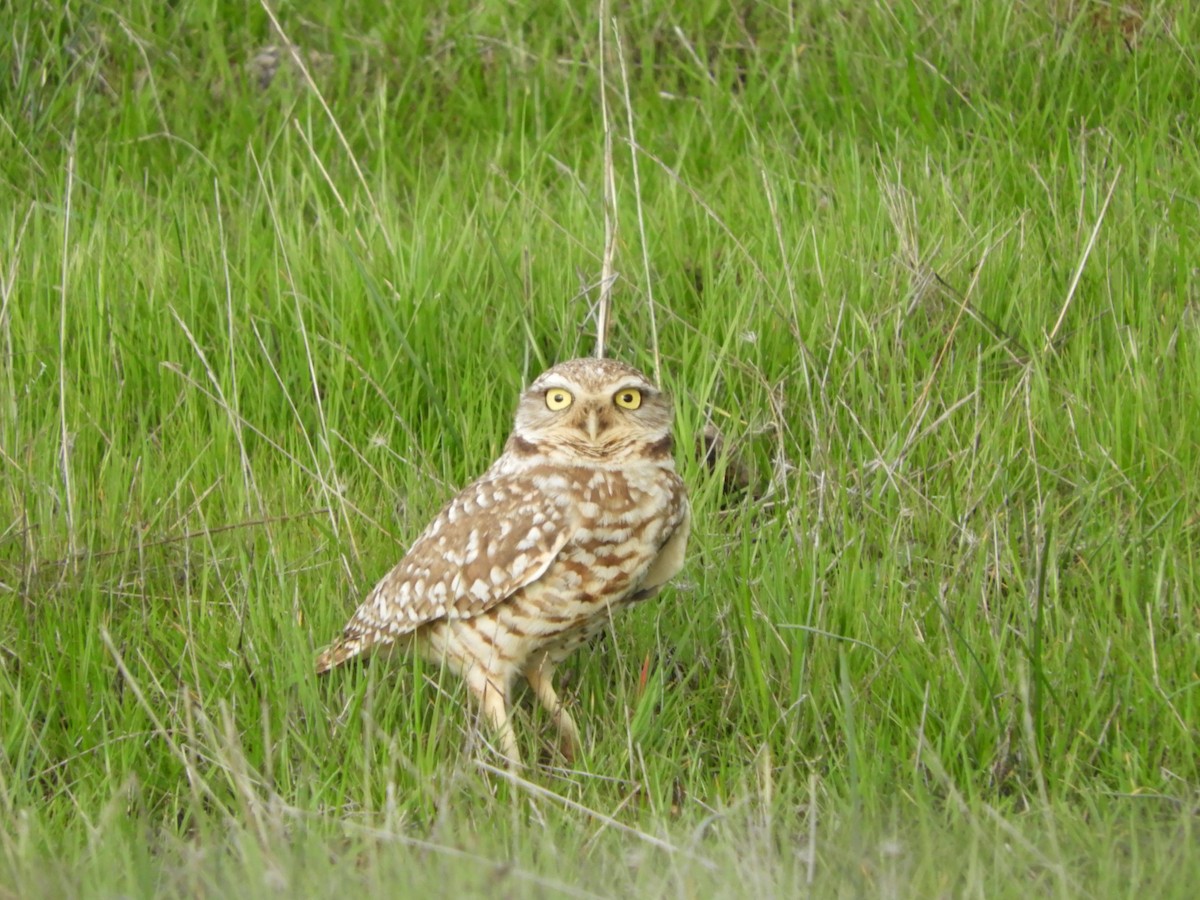 Burrowing Owl - Brant Brumbeloe